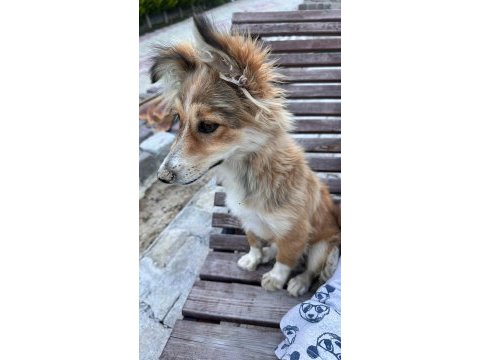 Yavru kırma collie ücretsiz