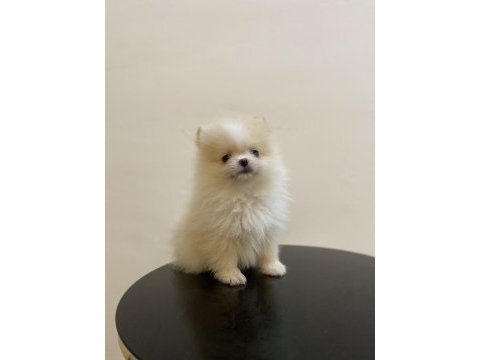 Erkek dişi pomeranian boo yavrular