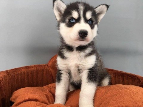 Husky bebekler (her renk)