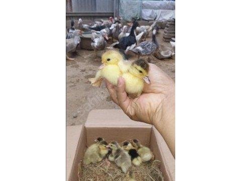 Sevimli yavru tavşanlar yeni yuvalarını arıyor