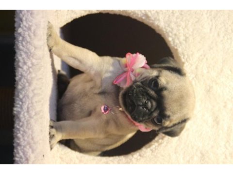 Üst düzey pug yavrumuz hazır