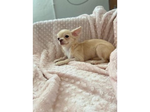 Gülen surat chihuahua (şivava) kızımız