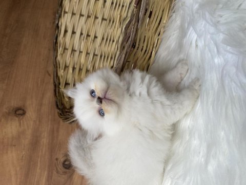 British longhair erkek