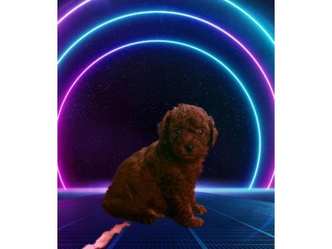 Kore toy poodle yavrularımız 