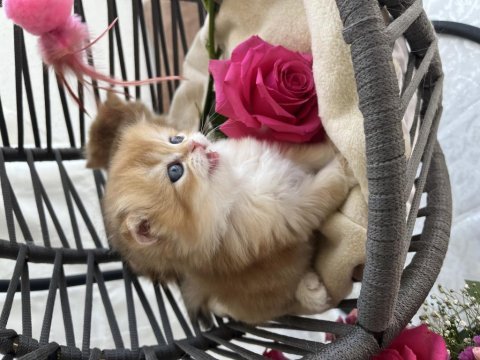 Pofuduk british longhair yavrular