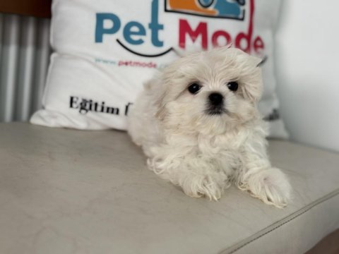 Kar beyaz 0 numara maltese terrier yavrularımız