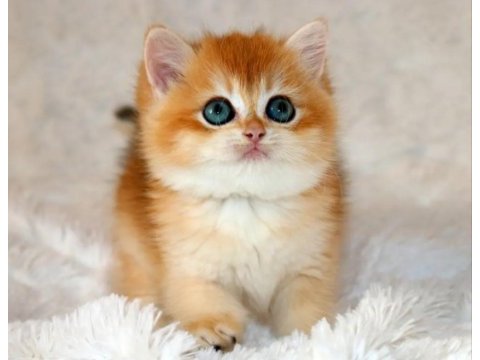 Mavi gözleriyle fark yaratan golden british shorthair 
