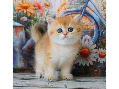 Sarı kürklü golden british shorthair