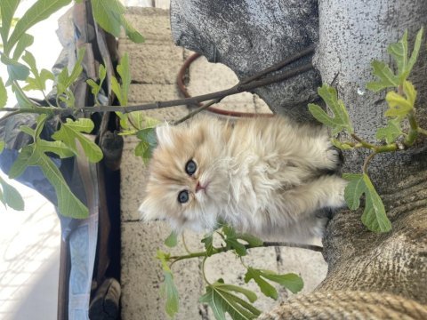 Anne baba şecereli safkan golden british longhair
