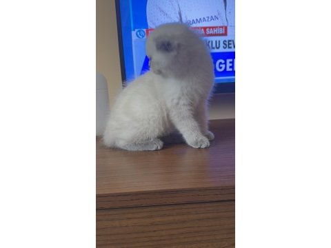 Scottish fold yavrularımız