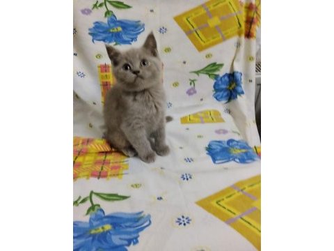 British shorthair