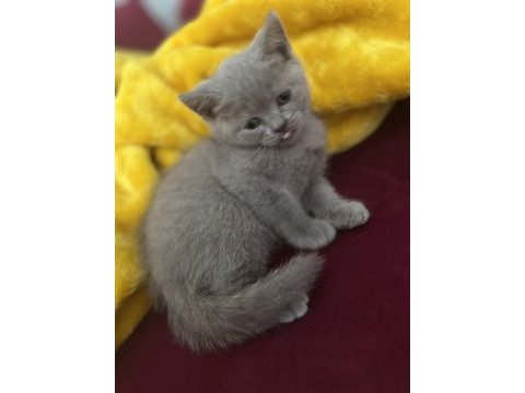 Erkek british shorthair