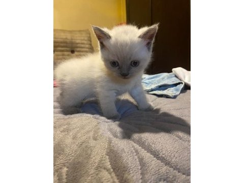 Uyguna ev ortamında bakılmış british shorthair