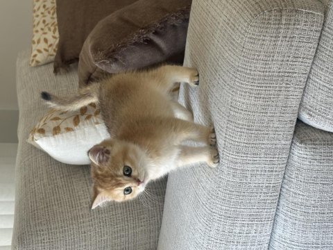 British shorthair golden