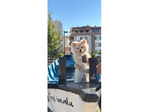 5 aylık erkek yavru köpeğimiz
