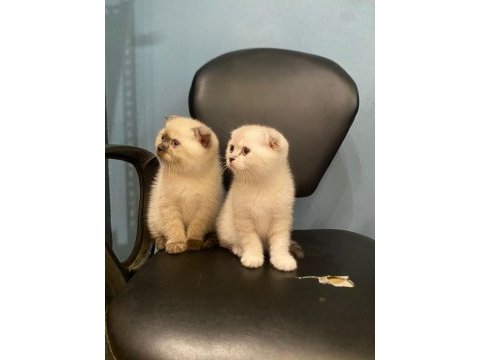 Scottish fold kediler