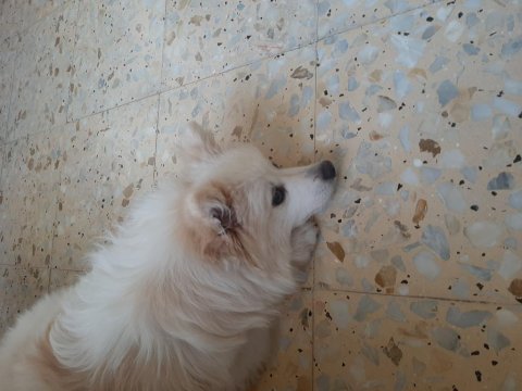 7 aylık alman tilki pomeranian