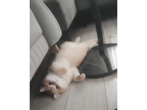 Oyuncu toparlak kafa saf kan ny12 british shorthair
