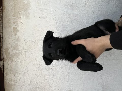 Dişi alman kurdu yavrularımız yeni yuvasını arıyor