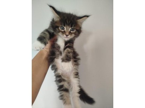 Muhteşem avrupa tipi maine coon yavruları
