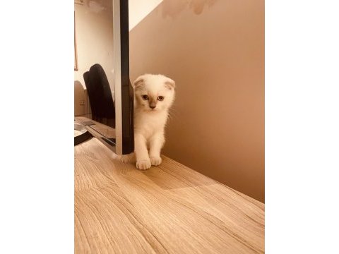 Safkan scottish fold dişi