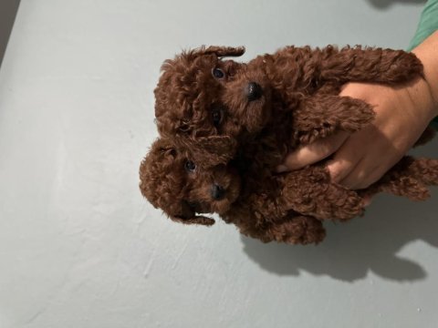 Bebeklerimiz kore poodle