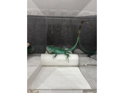 Mavi ıguana