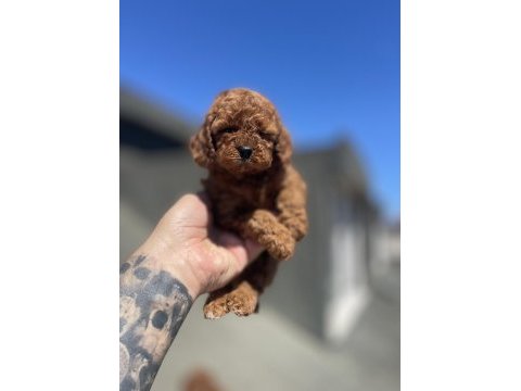 Red brown toy poodle yavrular