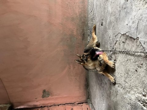 2 yaşında erkek alman kurdu
