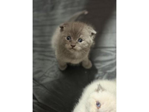 Minik scottish fold yavrulara yeni yuva