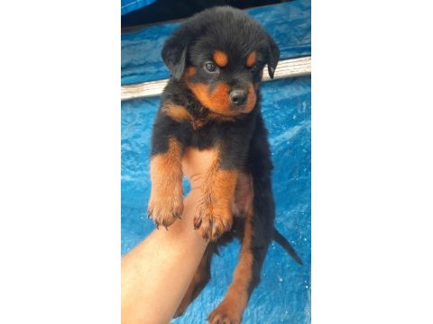 Rottweiler dişi erkek mevcut şecereli 