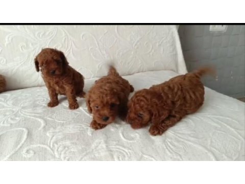 Irk ve sağlık garanti toy poodle yavrularımız