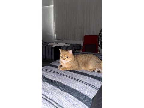 Ömürlük yuva 3 yaşında kısır kedimiz