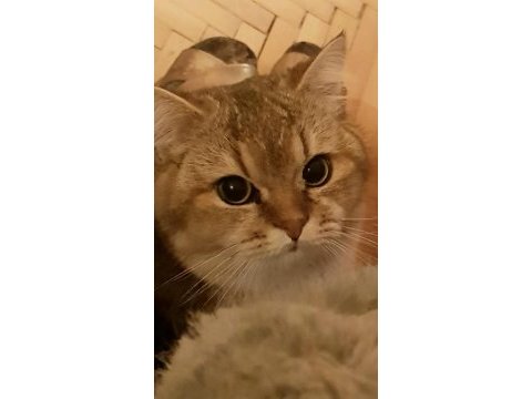 Efso ikiz kediler truffles ve ollıe (beraber veya tek)