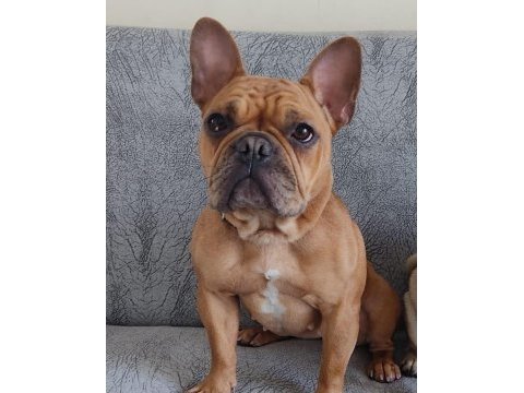 Acil satılık french bulldog