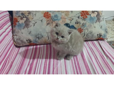 Harika sevimli ve uyumlu bir kedimiz