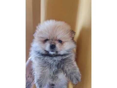 Çok tatlı henüz yavru aşılı pomeranian