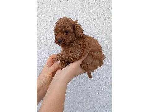 8 adet toy poodle uyguna sahiplendirilecek acil
