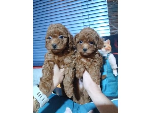 Toy poodle yavrularımız