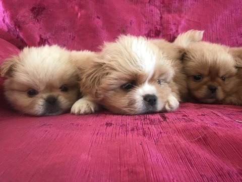 Pekinez köpekler yeni yuvasını arıyor