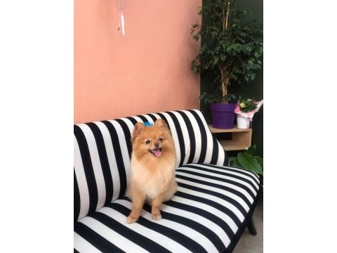 Tarçın’a yeni yuva arıyoruz pomeranian boo