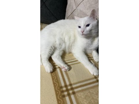Bu melek kediyi ücretsiz sahiplendirmek istiyoruz