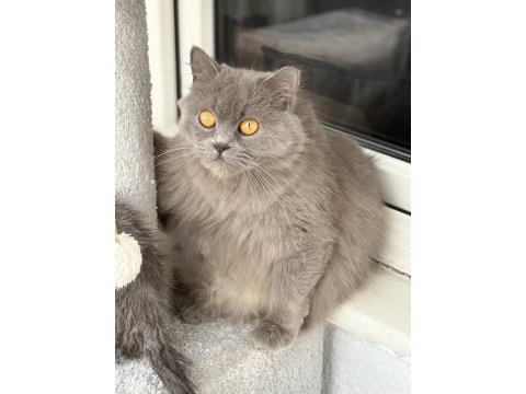 Ücretsiz british longhair kedisi