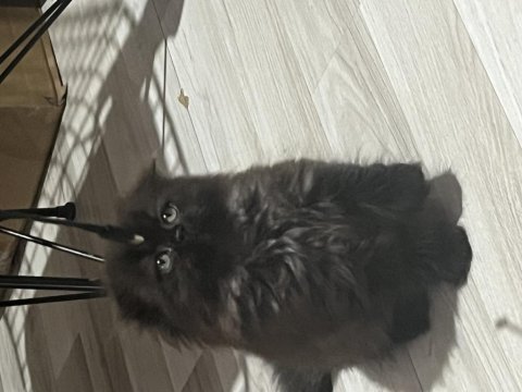 British longhair çikolatamıza yuva arıyoruz