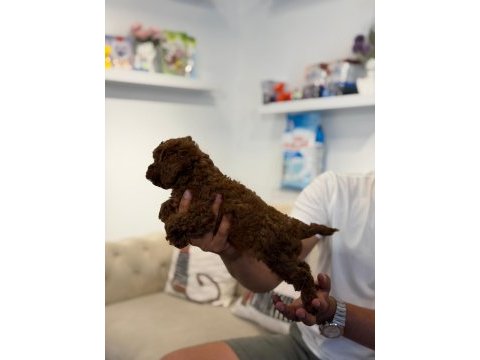 Irk garantili ve sağlıklı safkan toy poodle yavruları