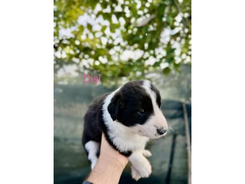 Saf kan border collie