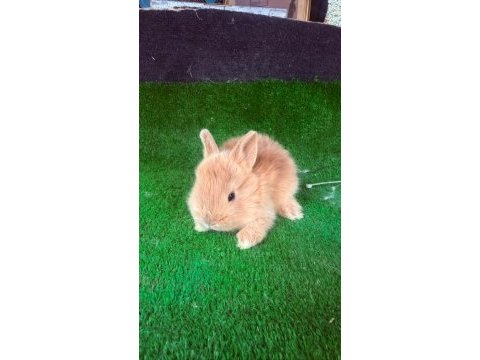 Safkan hollanda lop ve cüce tavşanlarımız