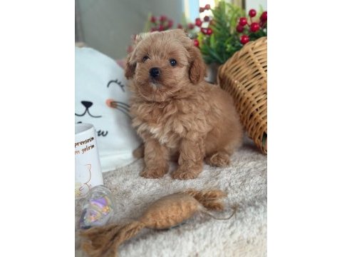 Mükemmel güzellikteki maltıpoo yavrum 