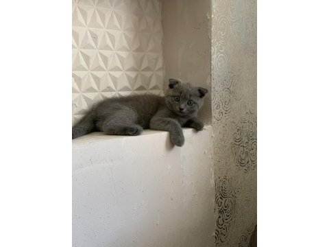 Scottish fold gri renk kedimiz