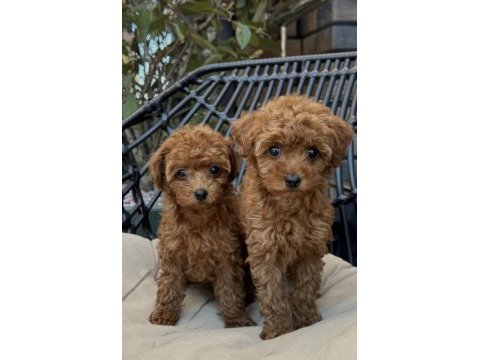 Toy poodle yavrularımız